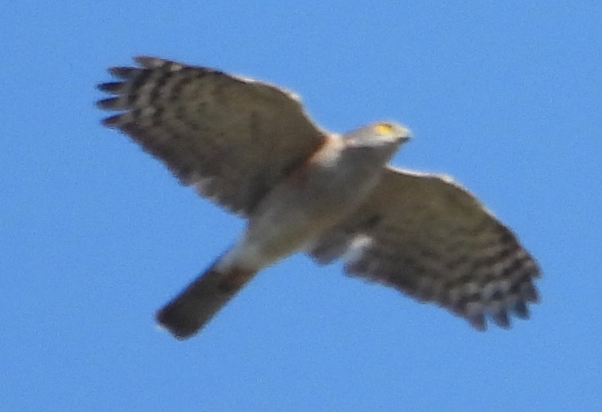 African Goshawk - ML635500456