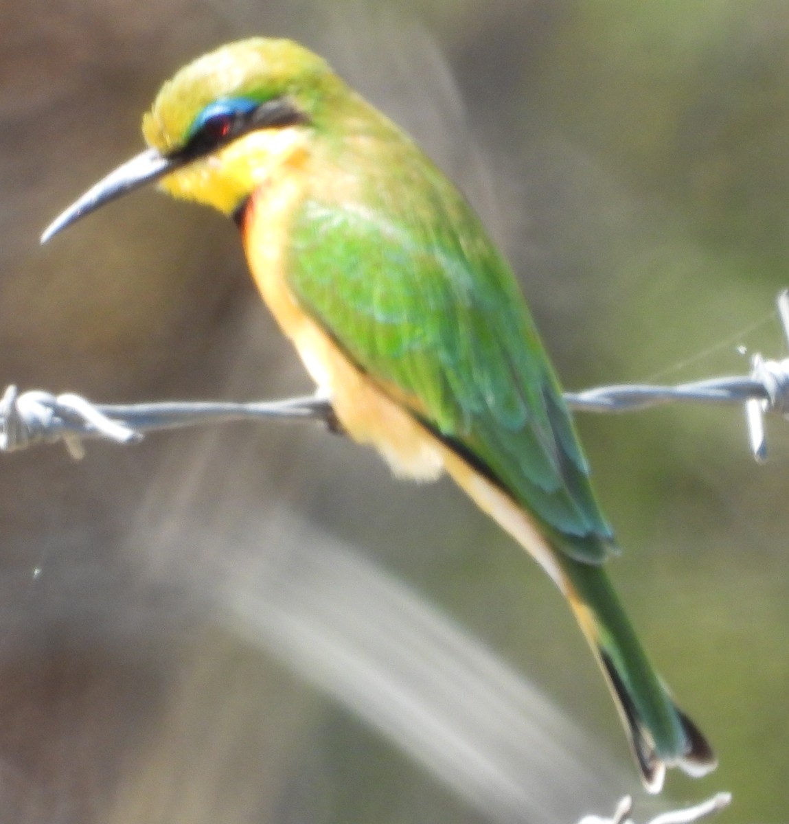 Little Bee-eater - ML635500462