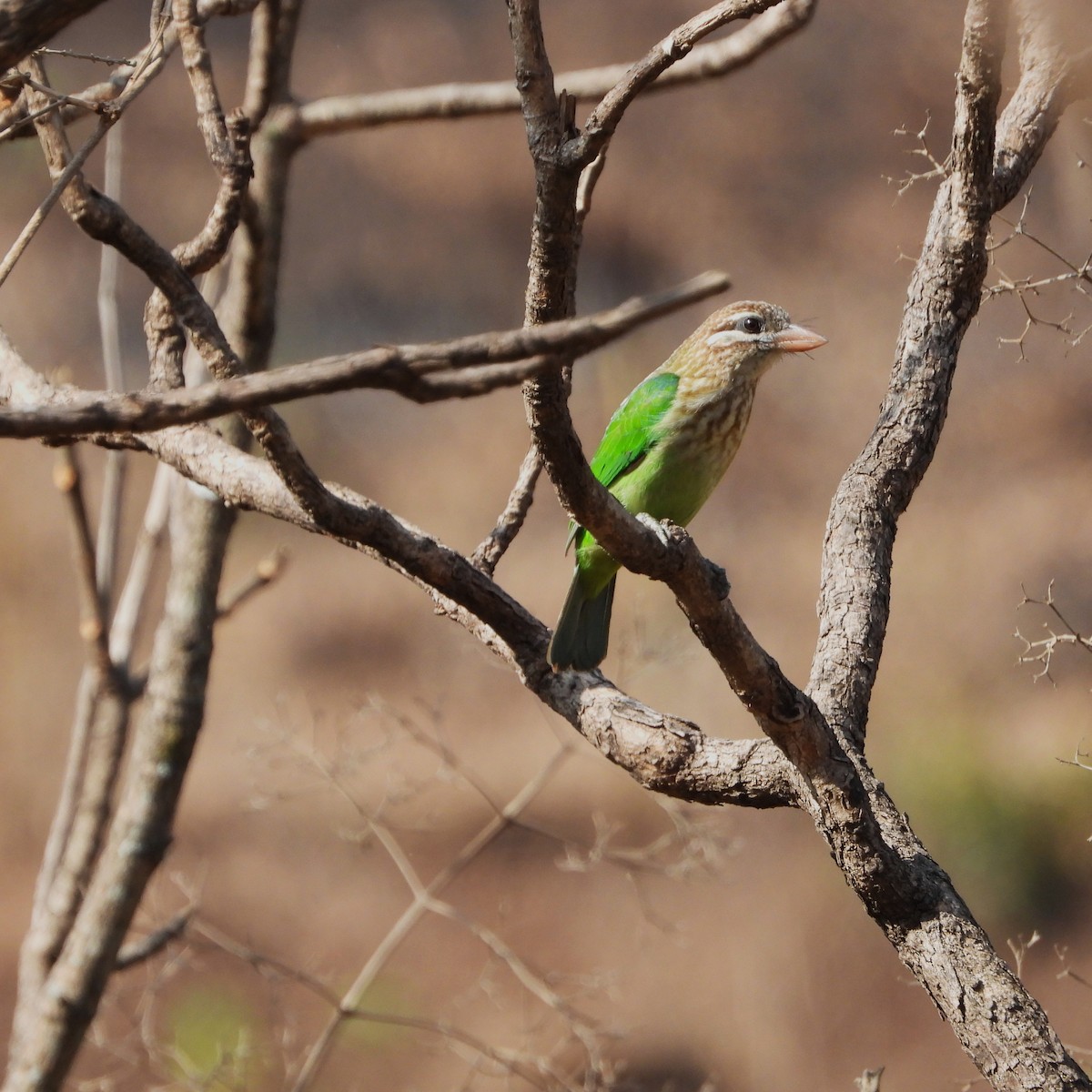 Grünbartvogel - ML635500664