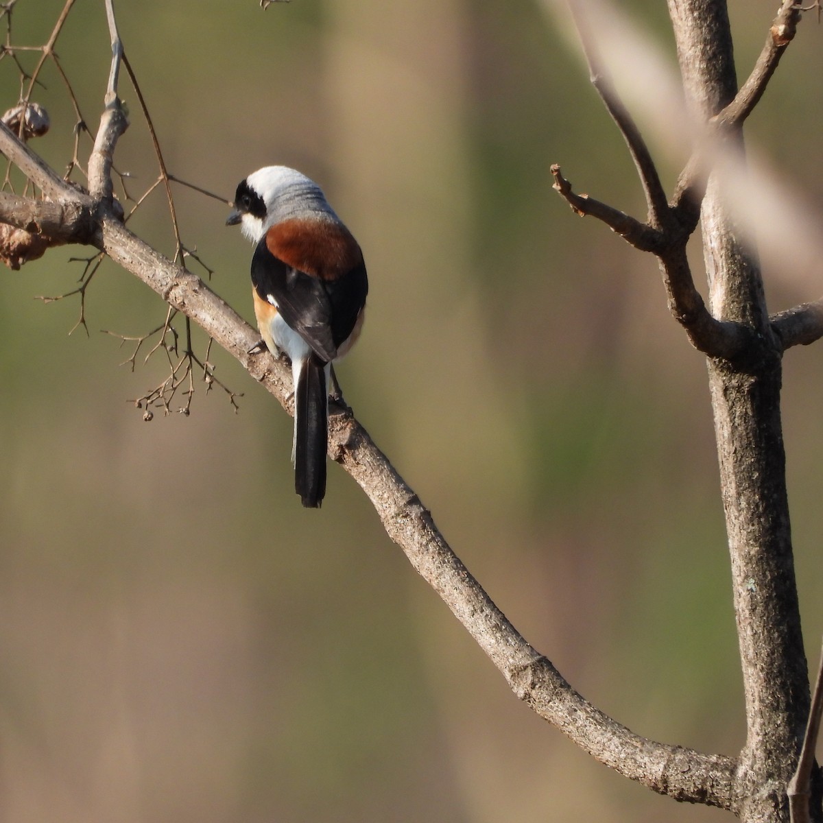 Bay-backed Shrike - ML635500699