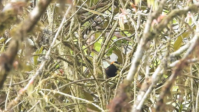 Gold-naped Finch - ML635500952