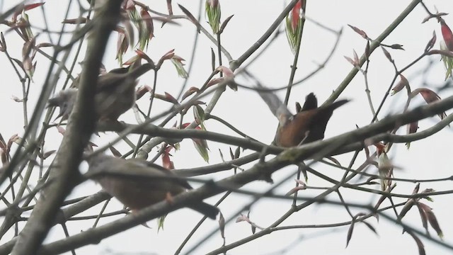 Gold-naped Finch - ML635500954