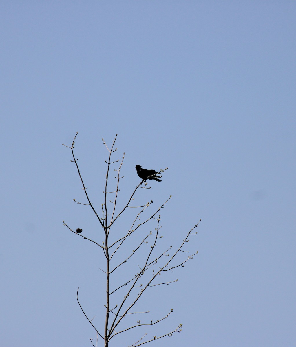 American Crow - ML635501049