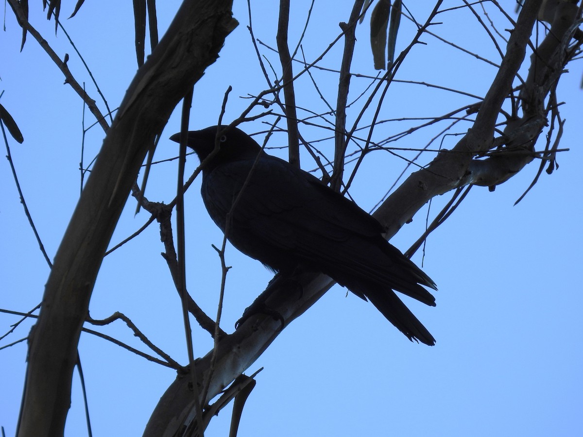 Little Raven - ML635501063