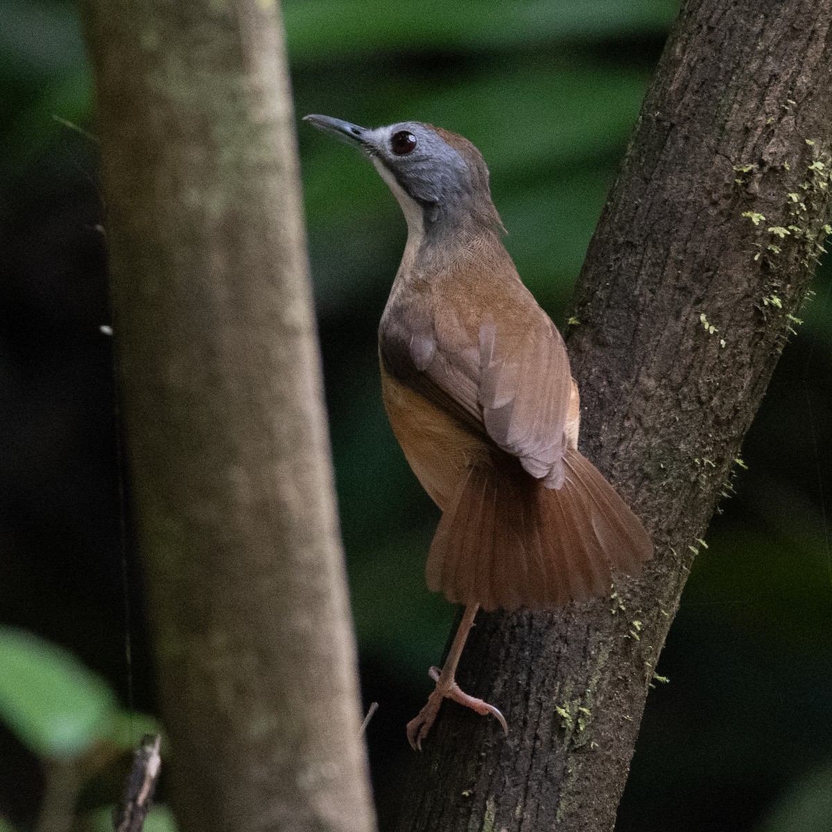 Short-tailed Babbler - ML635501108