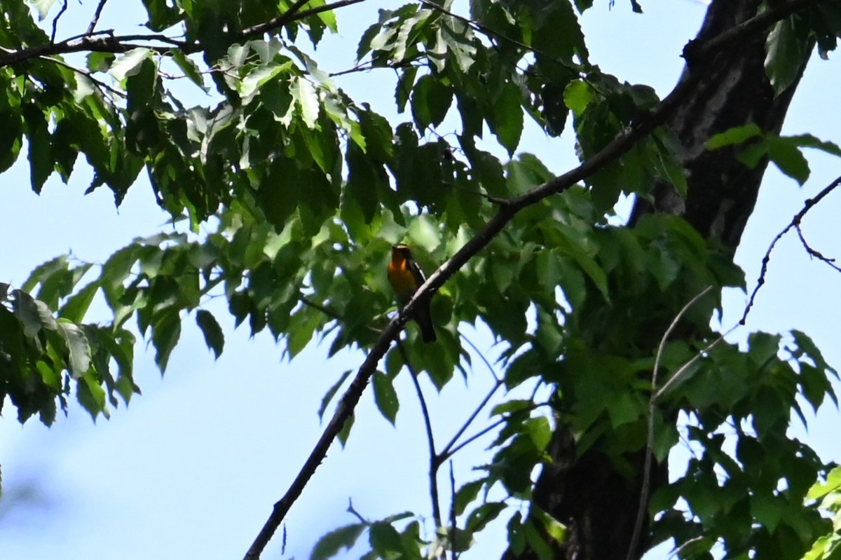 Narcissus Flycatcher - ML635501315