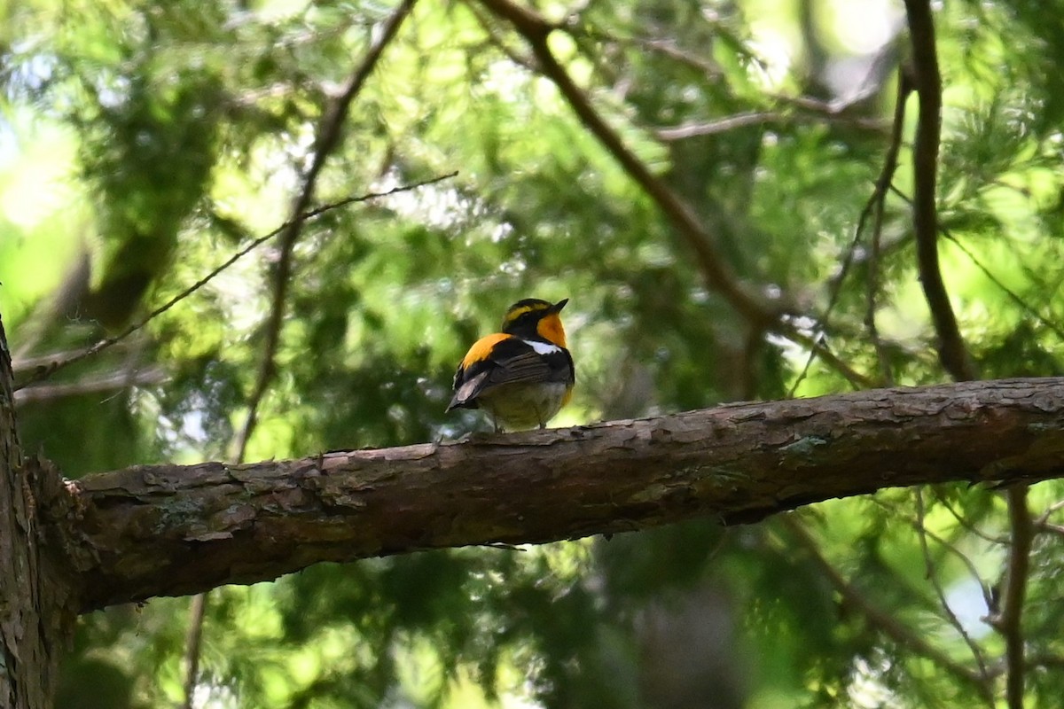 Narcissus Flycatcher - ML635501321