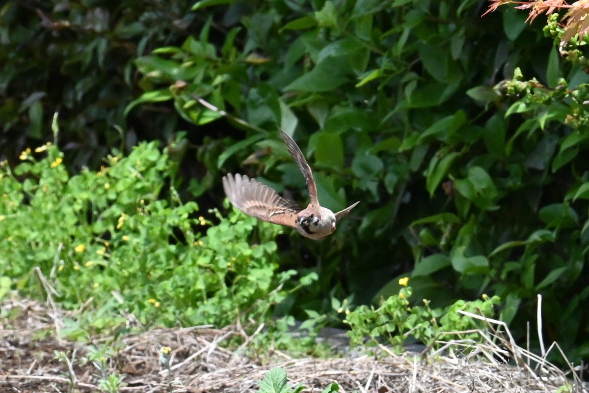 Eurasian Tree Sparrow - ML635501322