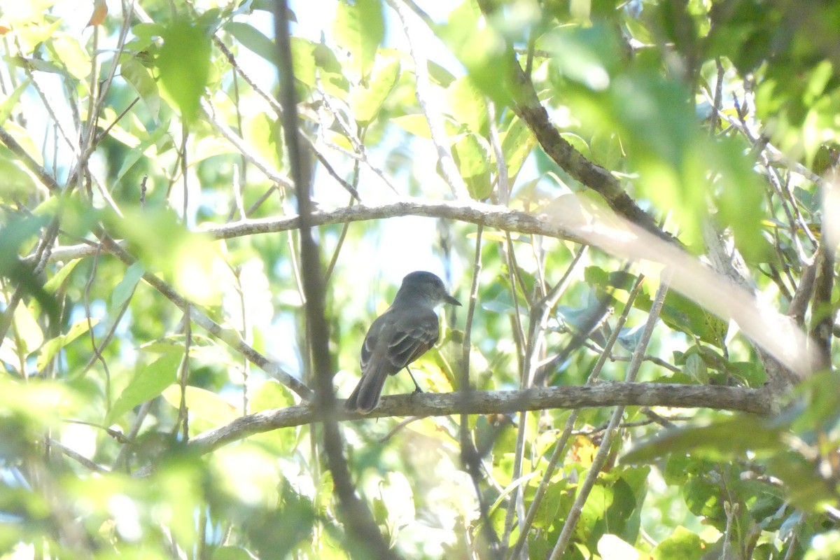 Lesser Antillean Flycatcher - ML635501345