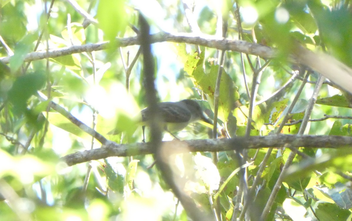 Lesser Antillean Flycatcher - ML635501349