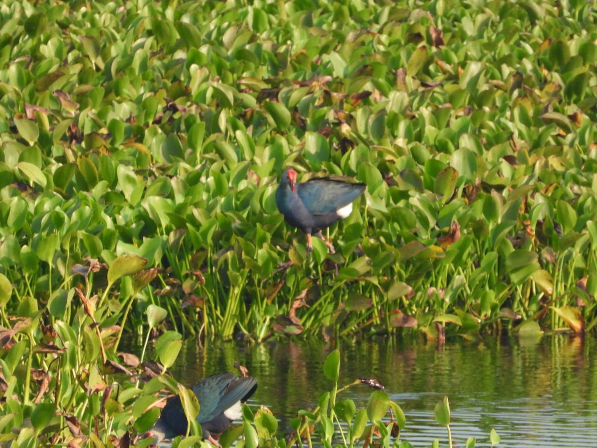 Gray-headed Swamphen - ML635501423