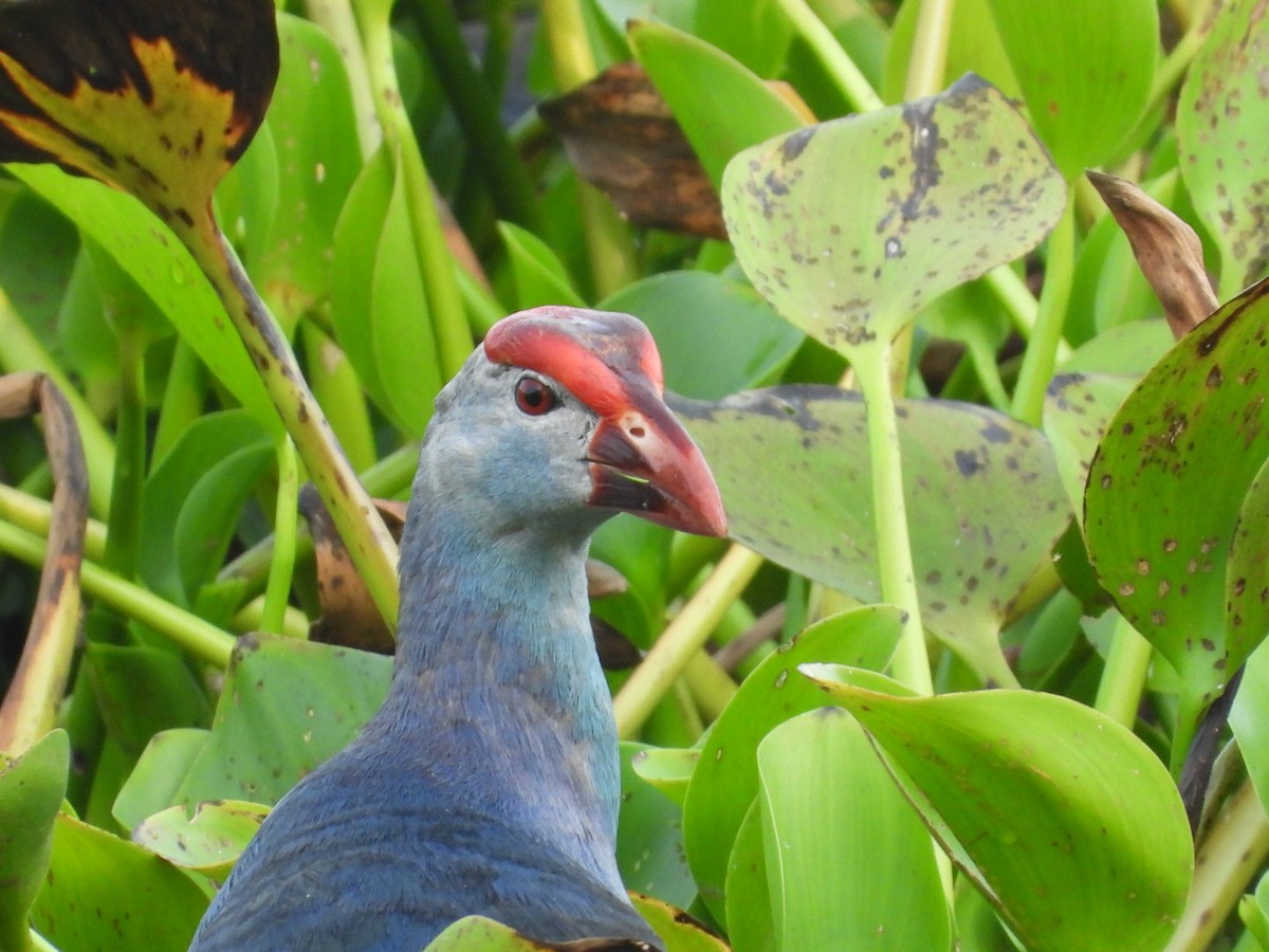 Gray-headed Swamphen - ML635501424