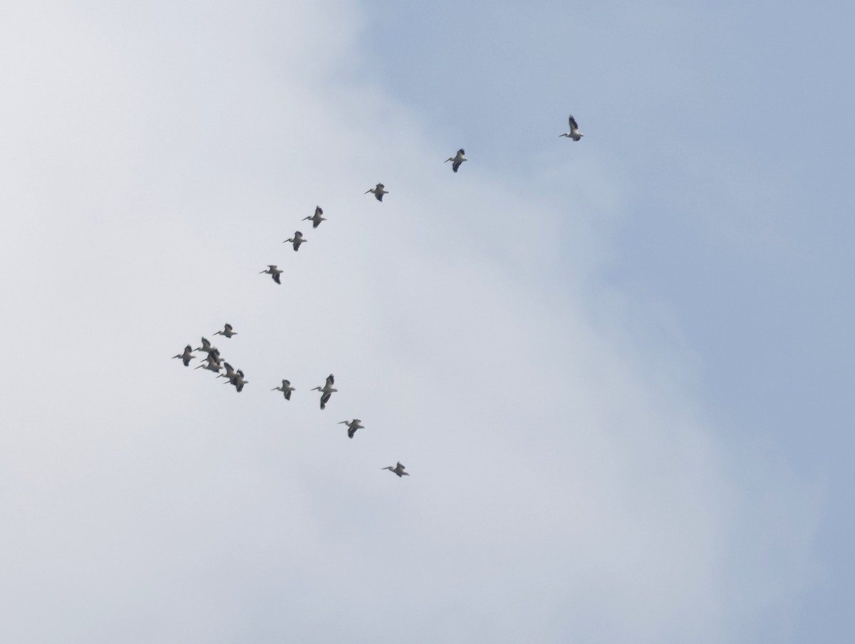 American White Pelican - ML635501430