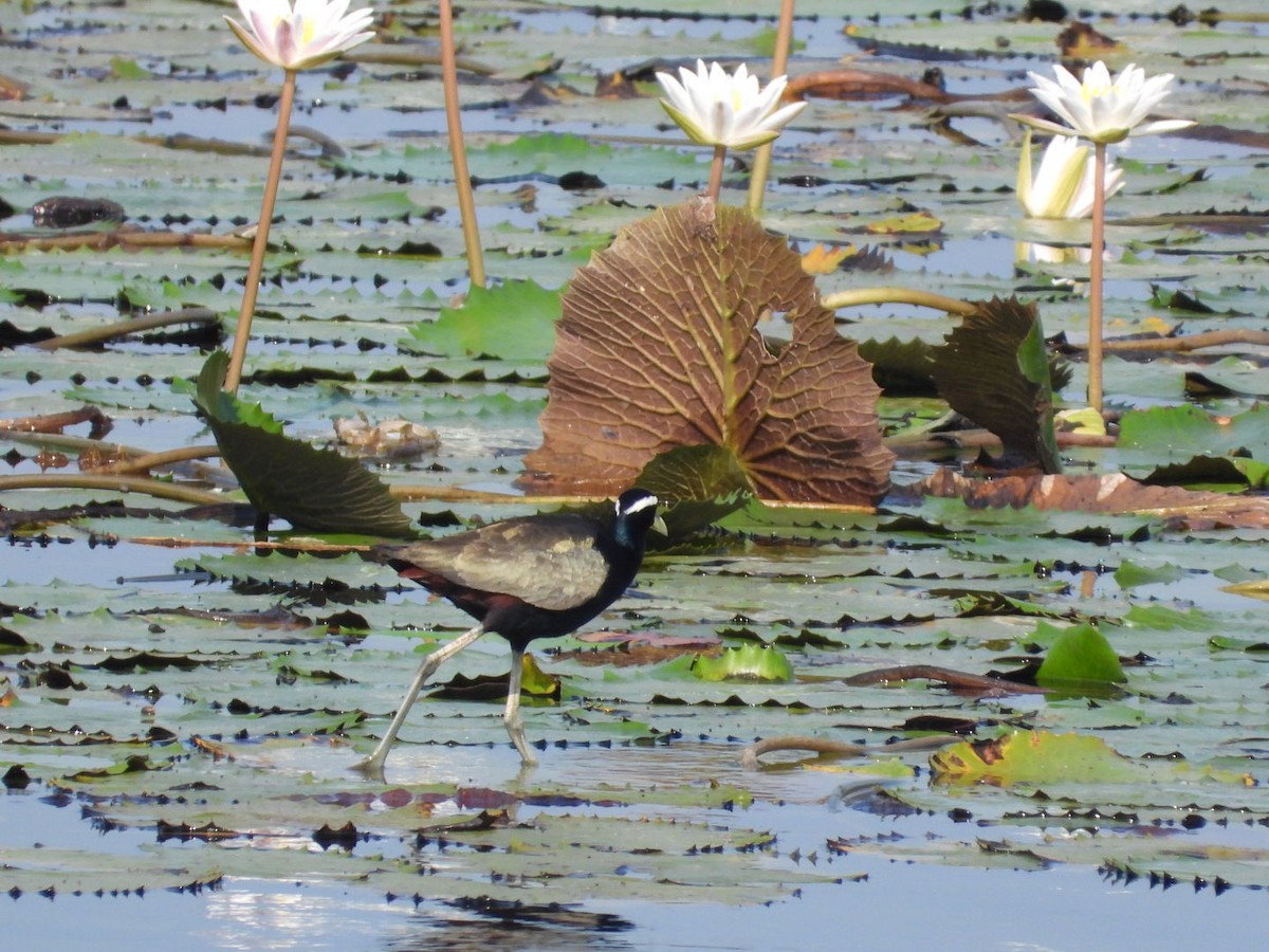 Bronze-winged Jacana - ML635501514