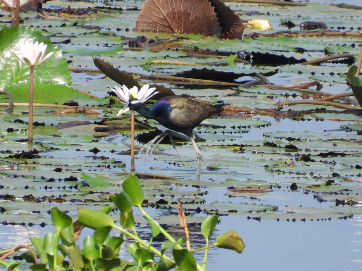 Bronze-winged Jacana - ML635501515