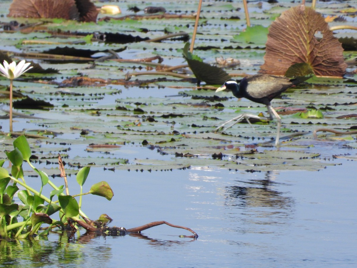 Bronze-winged Jacana - ML635501516