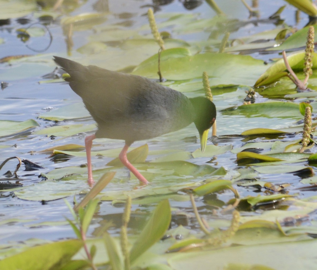 Black Crake - ML635501611