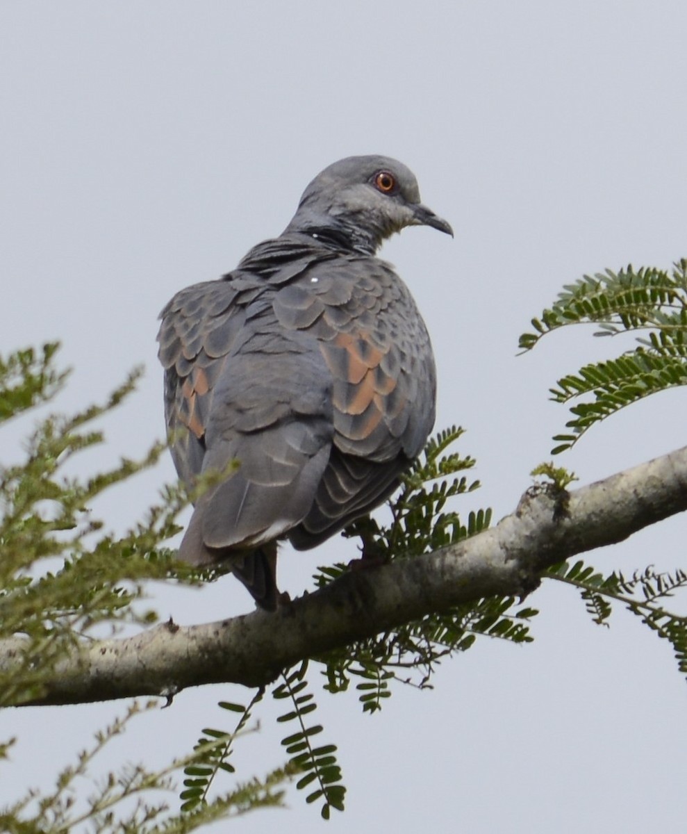 Dusky Turtle-Dove - ML635501639