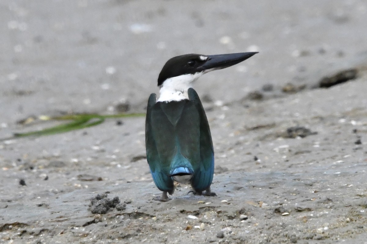 Torresian Kingfisher - ML635501660