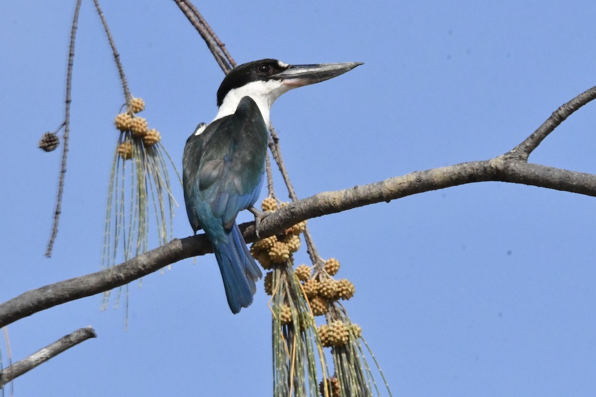 Torresian Kingfisher - ML635501661