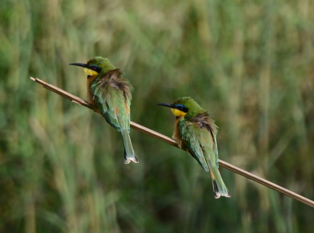 Little Bee-eater - ML635501755