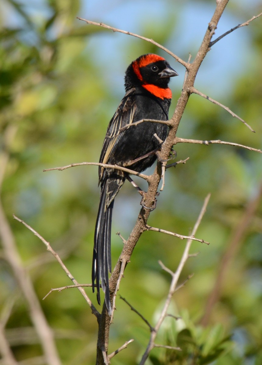 Red-cowled Widowbird - ML635501819