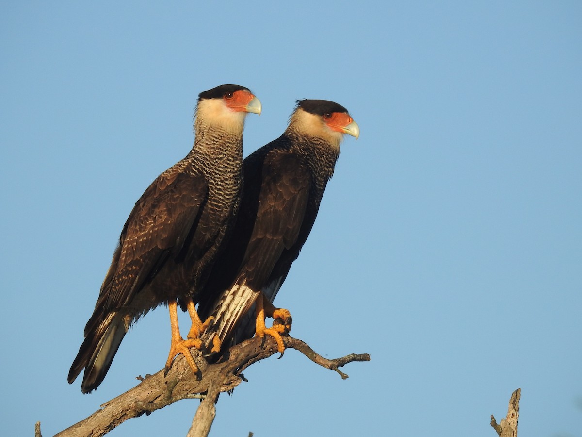 Crested Caracara - ML635501822