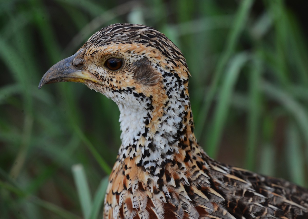 Shelley's Francolin - ML635501833