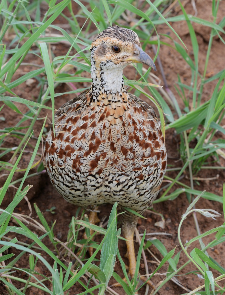 Shelley's Francolin - ML635501834