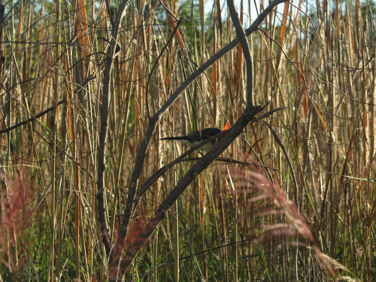 Cardenilla Crestada - ML635501896