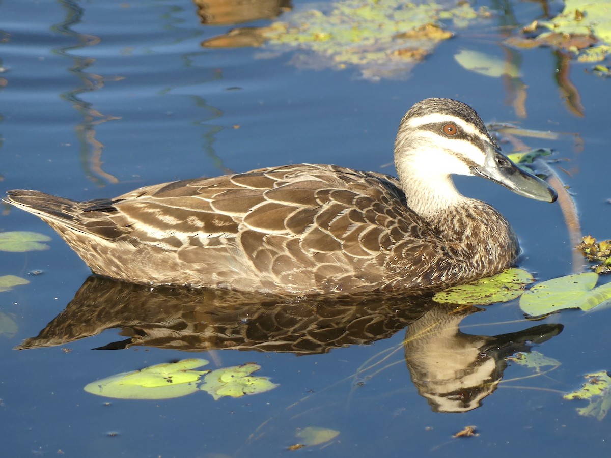 Pacific Black Duck - ML635501925