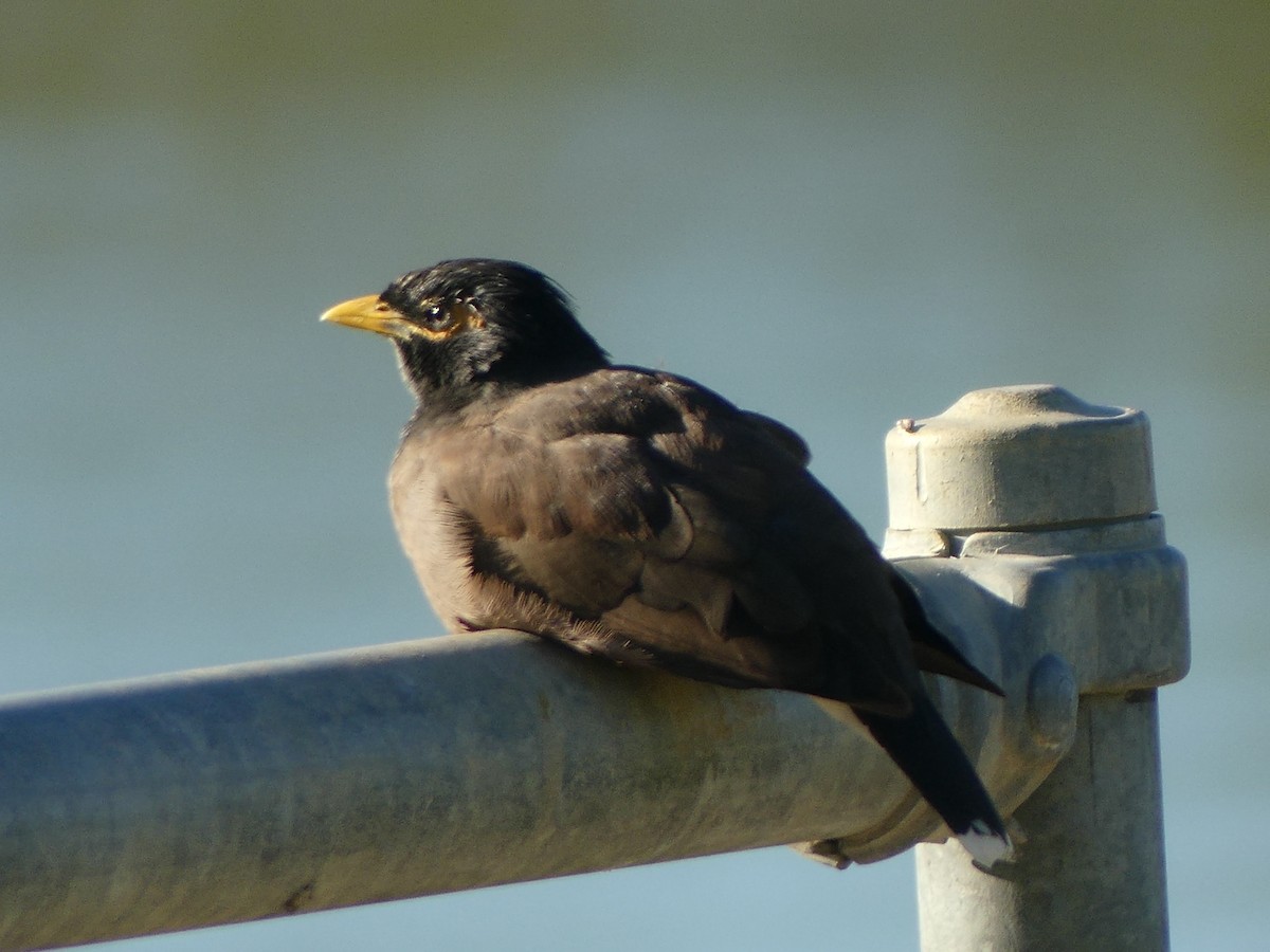 Common Myna - ML635501992
