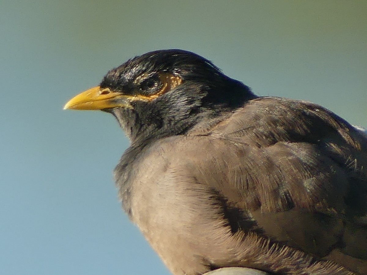 Common Myna - ML635501993