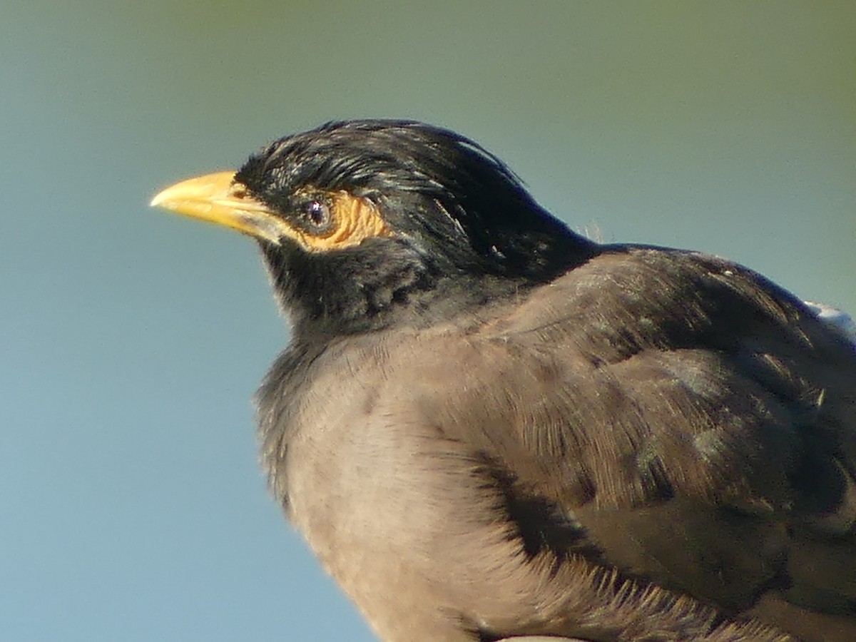 Common Myna - ML635501994