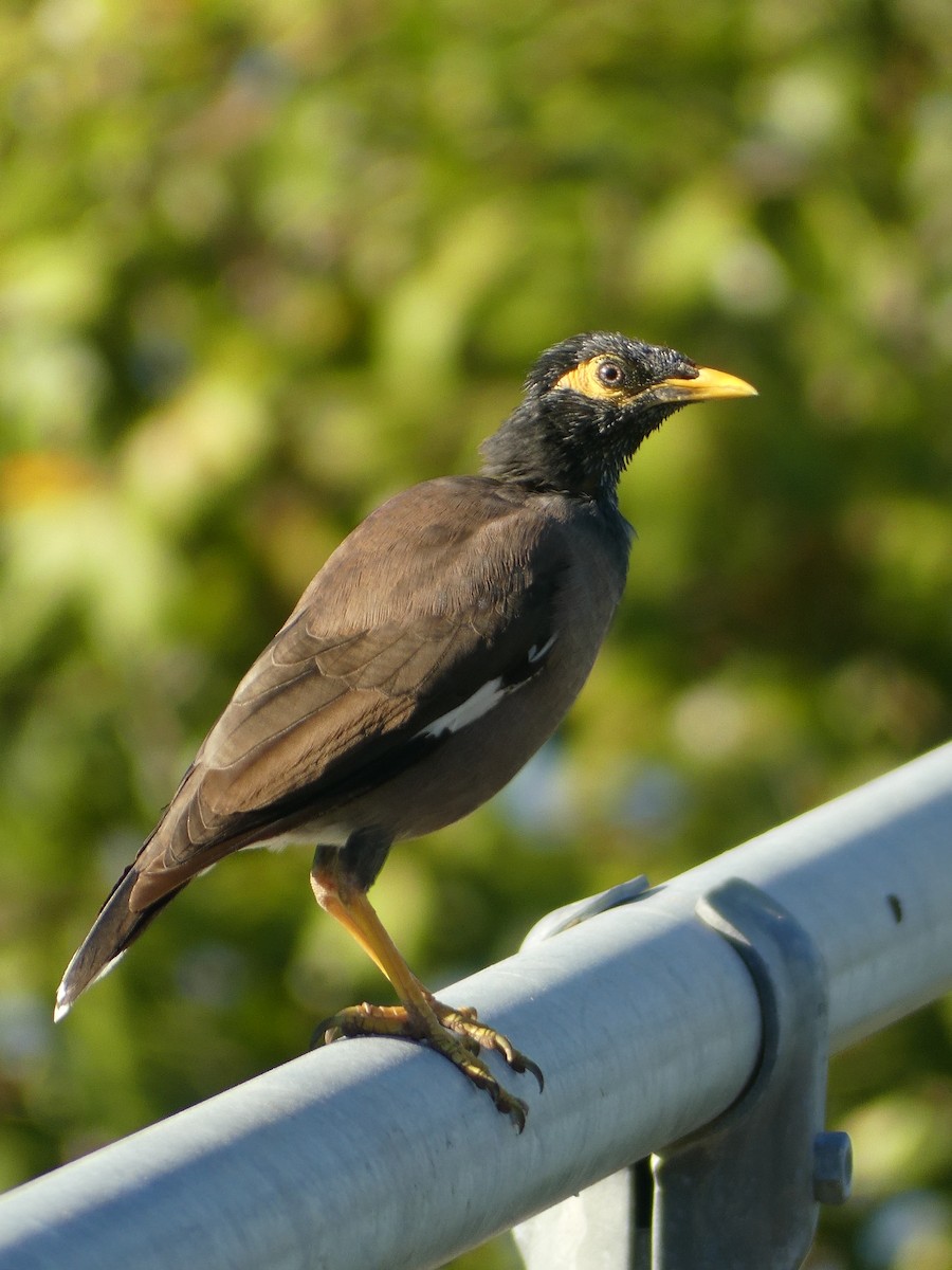 Common Myna - ML635501995