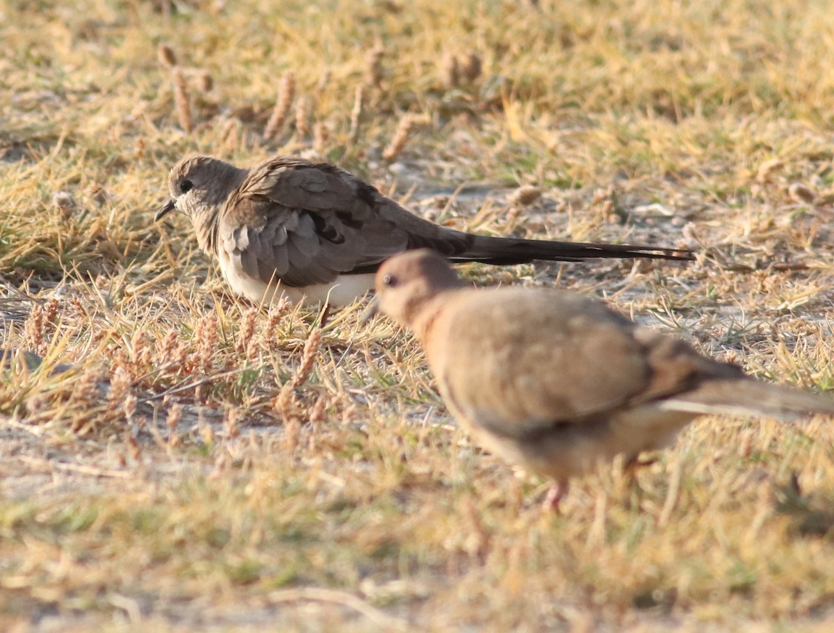 Namaqua Dove - ML635501998