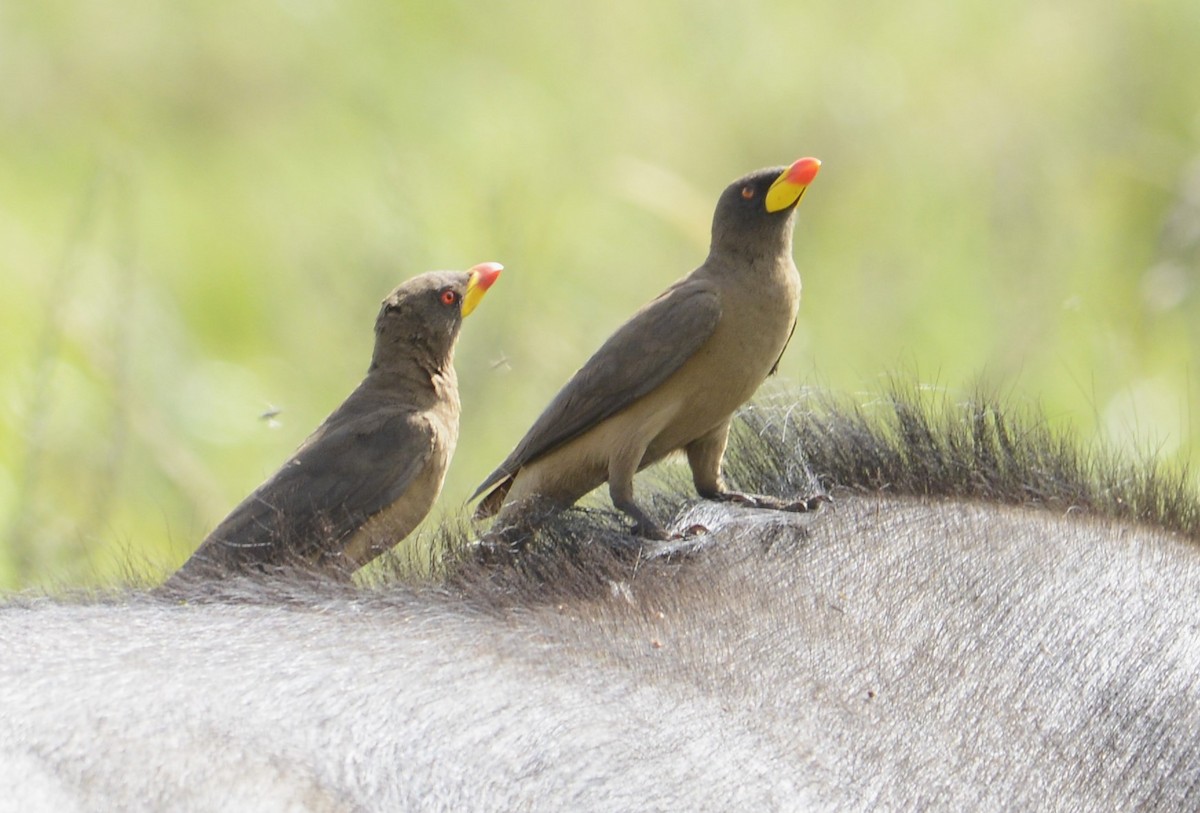 Yellow-billed Oxpecker - ML635502032