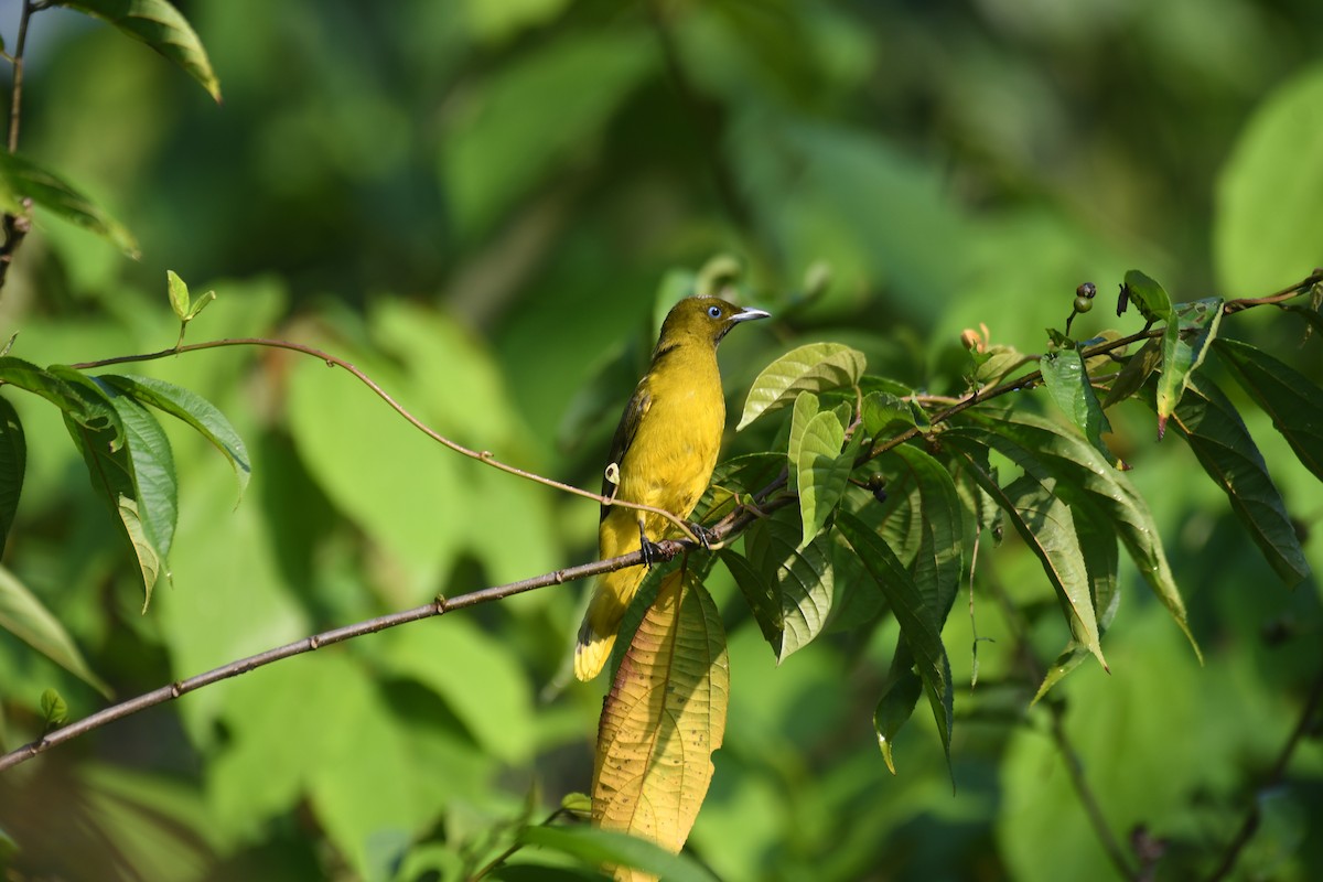 Andaman Bulbul - ML635502059