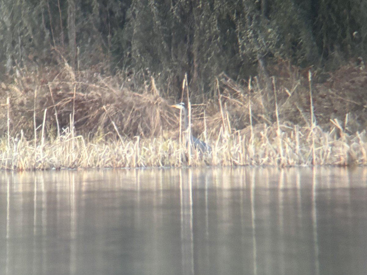 Great Blue Heron - ML635502073