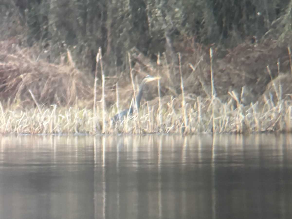 Great Blue Heron - ML635502074