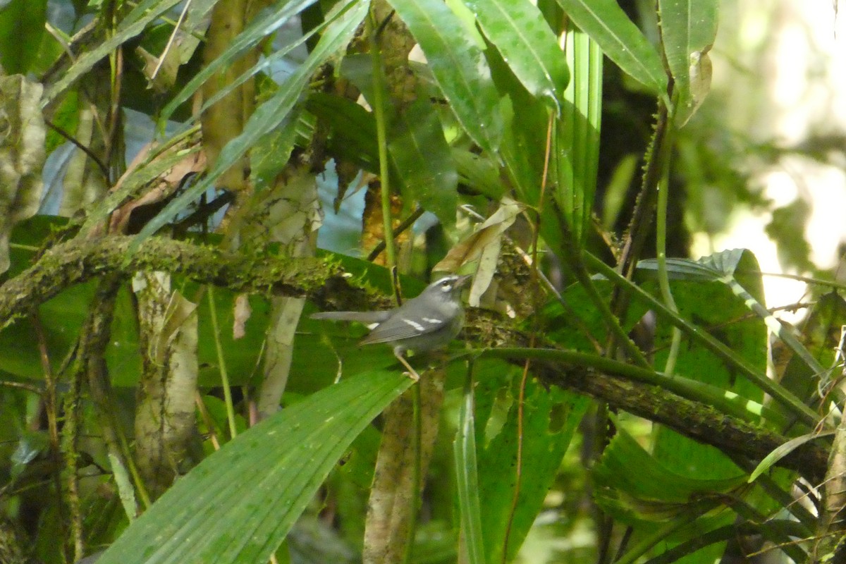 Plumbeous Warbler - ML635502082