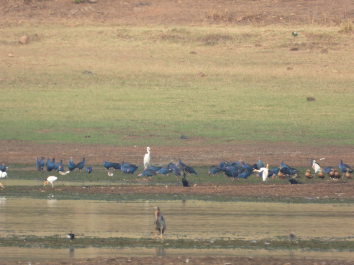 Gray-headed Swamphen - ML635502083