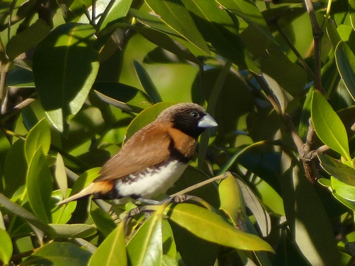 Chestnut-breasted Munia - ML635502085