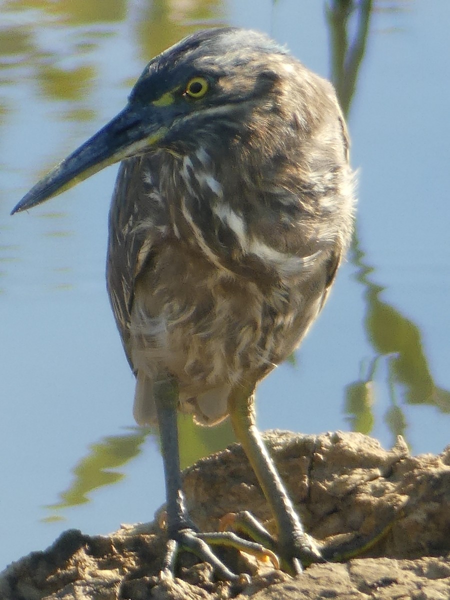 Little Heron - ML635502091