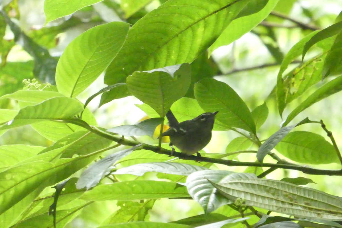 Plumbeous Warbler - ML635502198