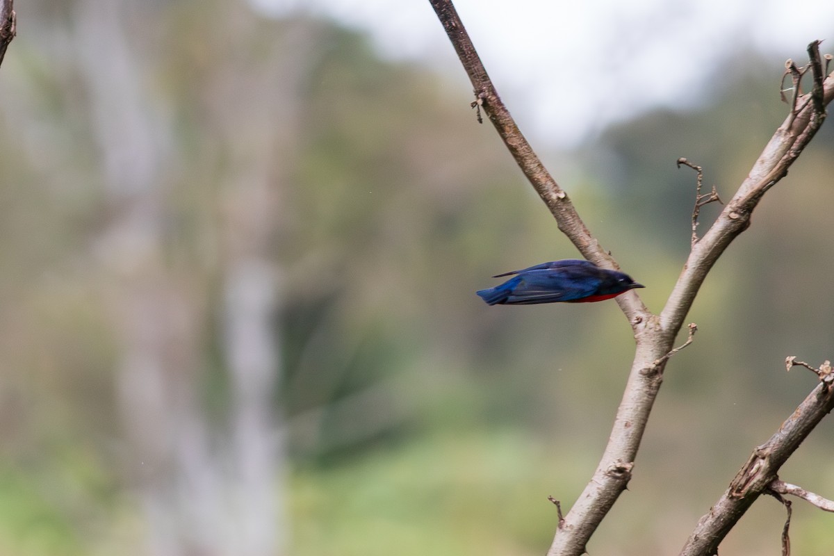 Mistletoebird - ML635502205