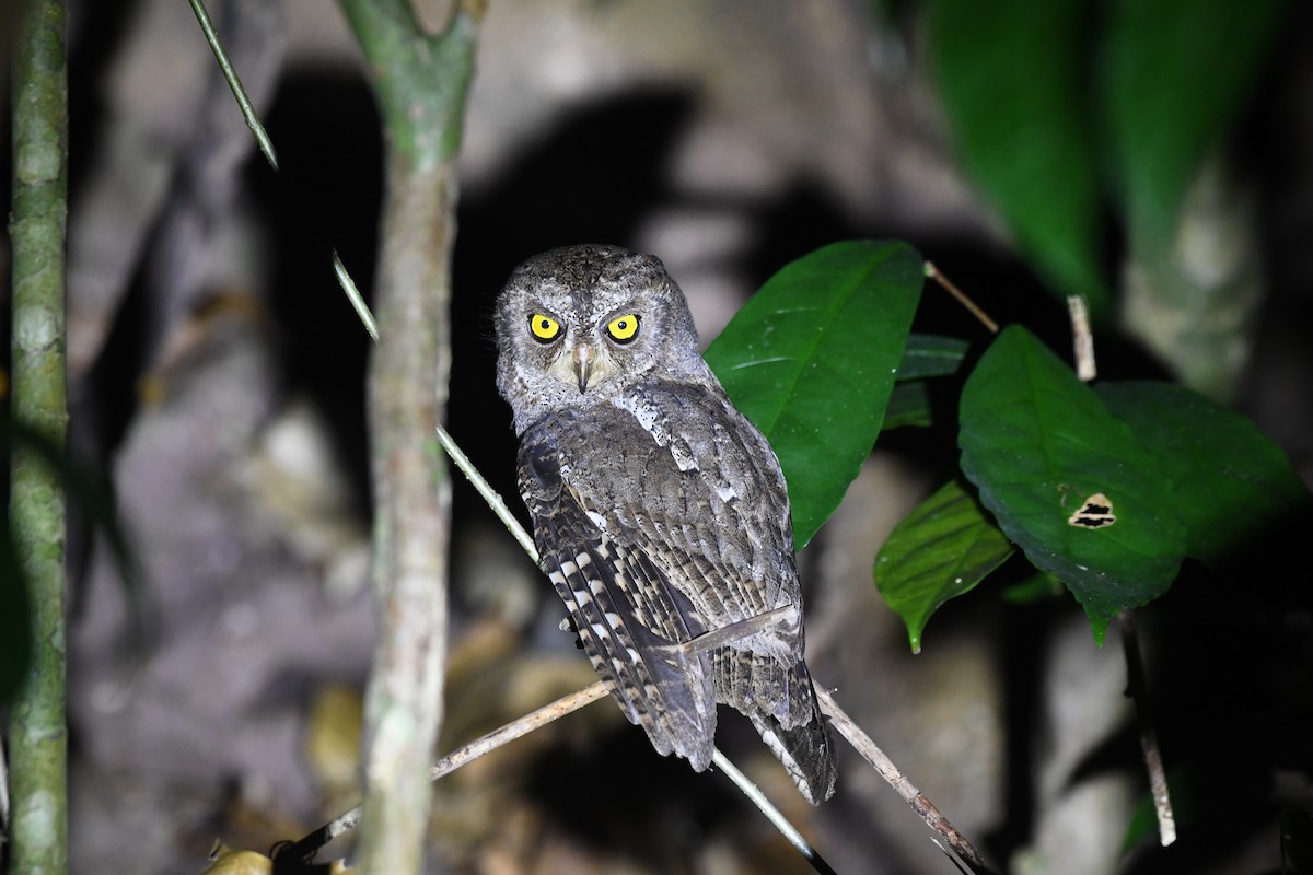 Andaman Scops-Owl - ML635502291