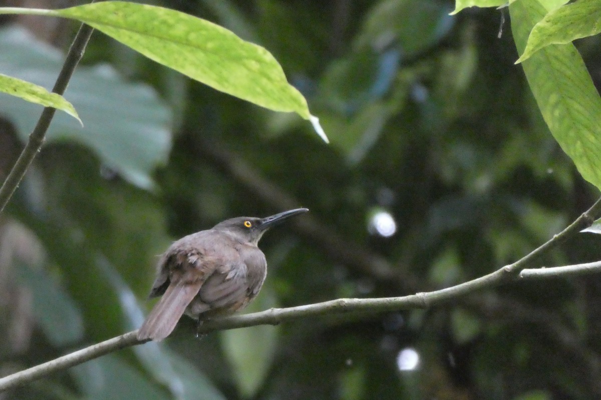 Brown Trembler - ML635502309