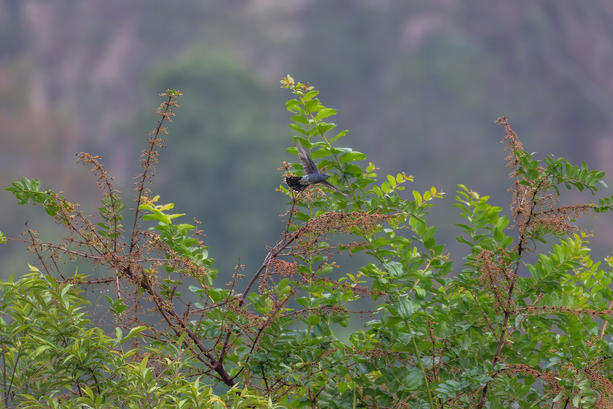 Gray-bellied Cuckoo - ML635502346