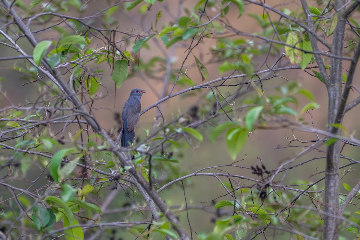 Gray-bellied Cuckoo - ML635502351